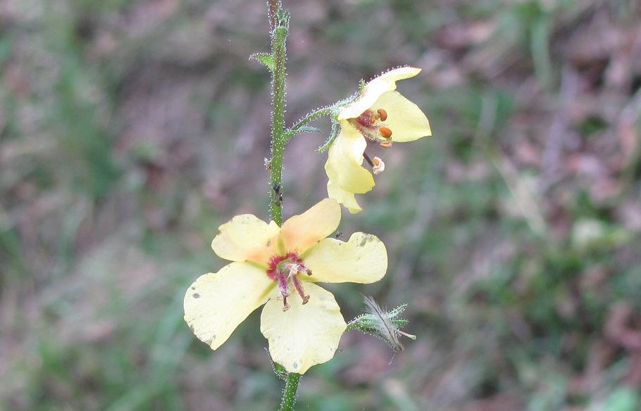 Verbascum blattaria / Verbasco polline